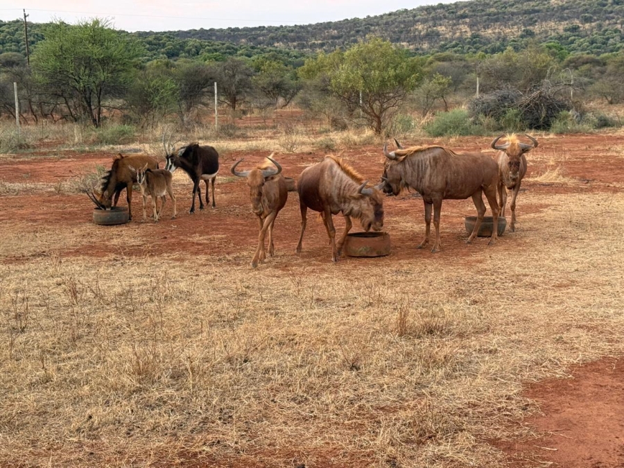 7 Bedroom Property for Sale in Groot Marico North West